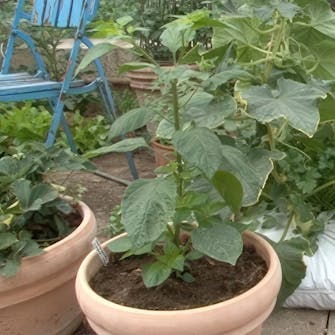 chiliplanter pasning chiliplanter pasning